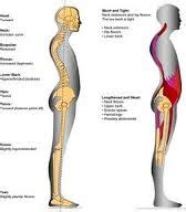 Hyperlordosis and Posture - Target Massage