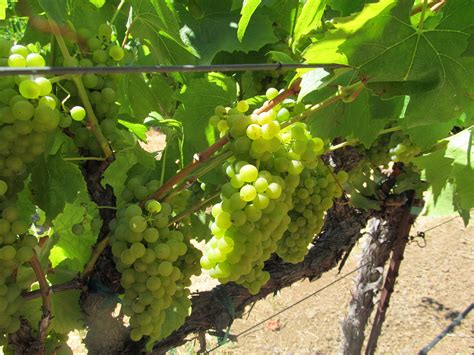 Chardonnay Grapes looking their best pre-harvest. Not so good to the taste in August - but ...