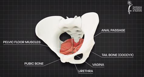 How to strengthen your pelvic floor - Hamilton Health Sciences