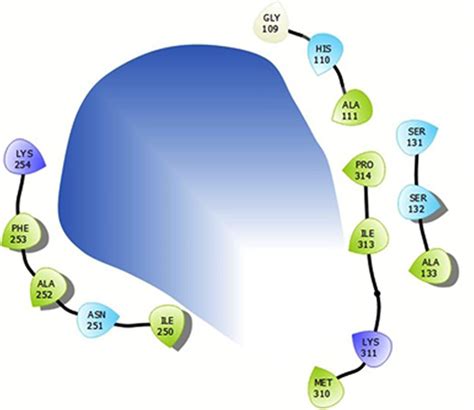 Active site residues predicted with chorismate synthase from L ...