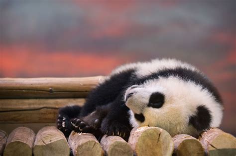 Sleeping Cute Animals | [+] CUTE ANIMALS