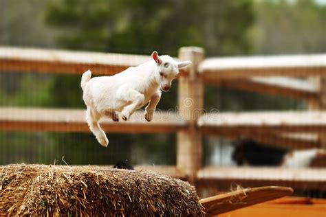 Jumping Goat stock image. Image of agriculture, young - 40622407