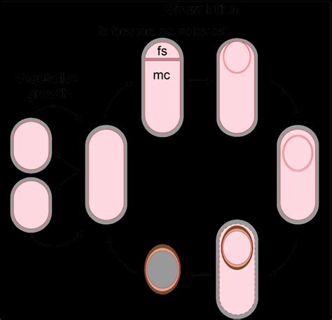 Bacterial sporulation in Bacillus subtilis - on Bacterialworld