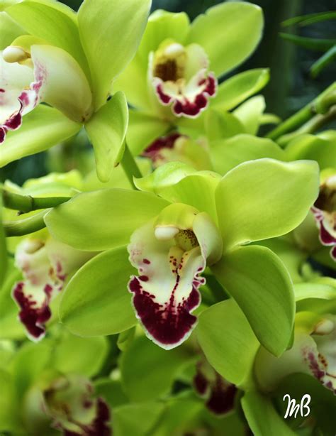 Pistachio Green Cymbidium Orchid. | Green orchid, Cymbidium orchid ...