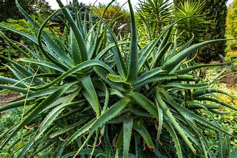 What Are the Different Types of Aloe? | Gardener’s Path