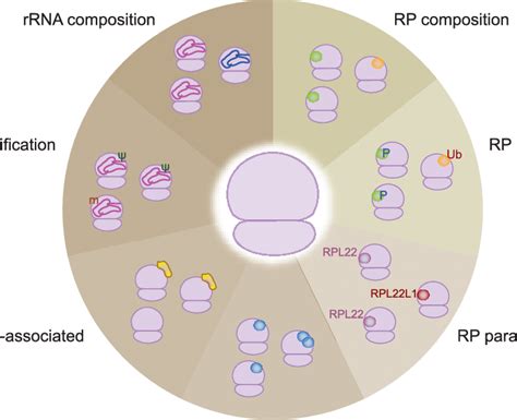 Types of ribosome heterogeneity (refer to the main text for detailed... | Download Scientific ...