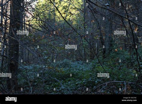 Autumn forest landscape Stock Photo - Alamy