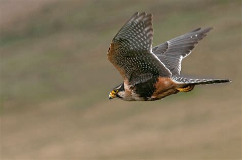 Aplomado Falcon (Falco femoralis) … – Bild kaufen – 71229397 lookphotos