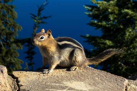 Crater Lake National Park Wildlife - National Park Photographer