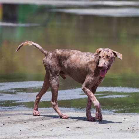 What Causes Hair Loss in Dogs?