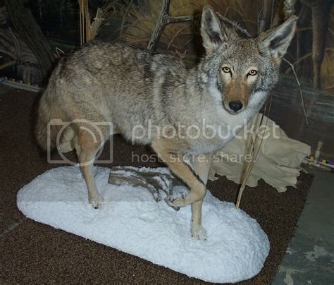 Mice To Moose: Coyote Full Body With Snowy Habitat