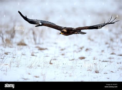 Flying steppe eagle hi-res stock photography and images - Alamy