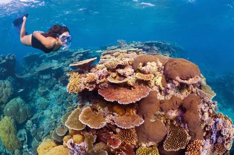 How Are Coral Reefs Formed? - Aquaworld