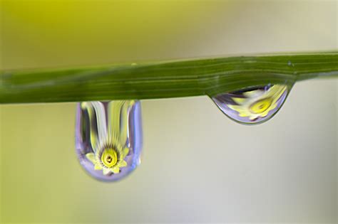 water drop refraction photography flower photography