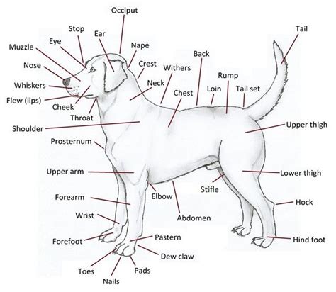 Exterior Structure | Dog anatomy, Vet medicine, Medication for dogs