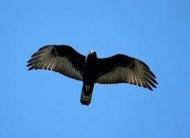 Zone-tailed Hawk, Identification, All About Birds - Cornell Lab of Ornithology