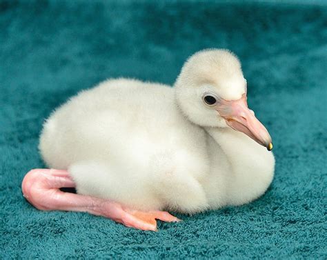 7 Pics Of The National Zoo's Baby Flamingo | Zoo babies, New baby products, Baby animals