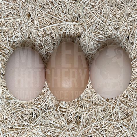 Barred Plymouth Rock Hatching Eggs