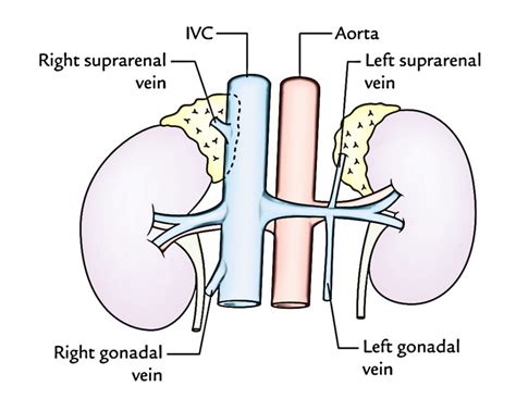 Suprarenal (Adrenal) Glands – Earth's Lab