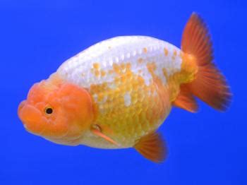 Lionhead Goldfish The King Of Goldfish