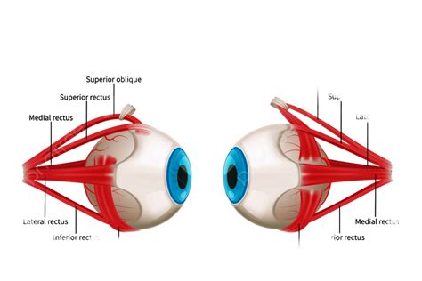 Eye Side View Clipart PNG Images, Eye Anatomy 3d Diagram Infographics ...