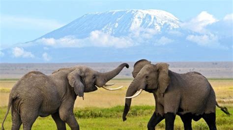 3 Days Amboseli Safari | Kenia Mara Tours & Safaris (K)