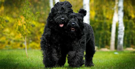 Black Russian Terrier Guide (Size & Breed Characteristics)