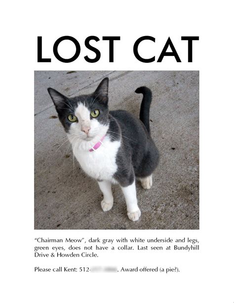 7 Tips for Finding Your Lost Cat