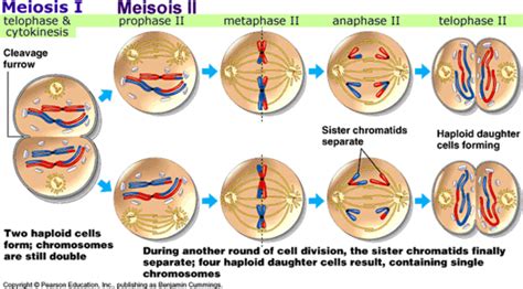 What phase of meiosis were sister chromatids separated from each other? - Quora