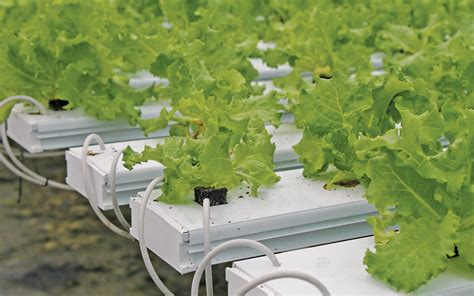 The Complete Guide To Hydroponic Growing Systems: Choosing The Right ...