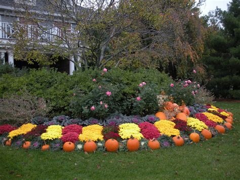 Fall Blooming Perennial Flowers in NJ