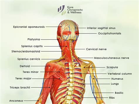 The #Anatomy of the #Spine 👤 The #extensors are located in the back and allow an individual to ...