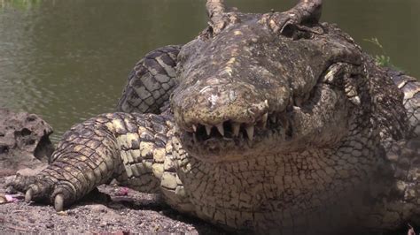 Conservation of Cuban Crocodiles | WCS - YouTube