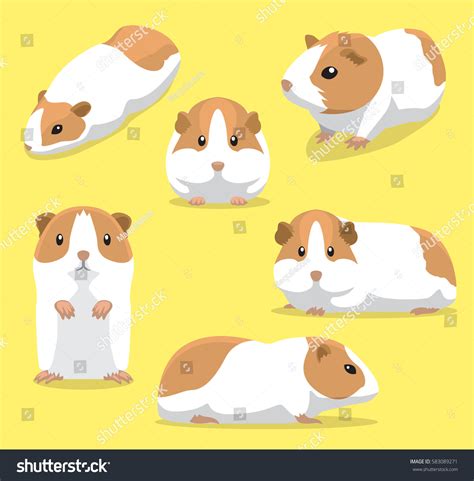 Guinea Pig Images: Browse 33,949 Stock Photos & Vectors Free Download with Trial | Shutterstock