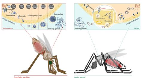 Vector Biology at Vectorified.com | Collection of Vector Biology free for personal use