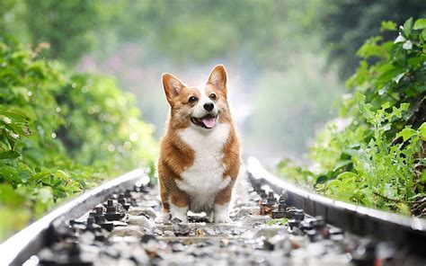 HD wallpaper: dog, shepherd, Wales, Welsh Corgi | Wallpaper Flare