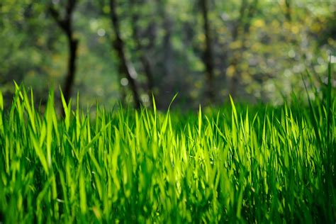 Download Nature blooming with vibrant new grass | Wallpapers.com