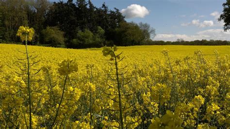 That field of yellow flowers is a crop of canola - al.com