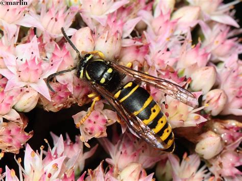 Ground Hornet - North American Insects & Spiders