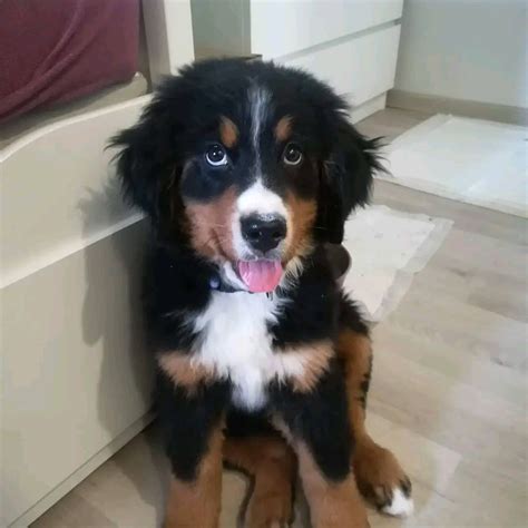 Bernese Mountain Dog puppies for sale – Dogs Jelena Dog Shows