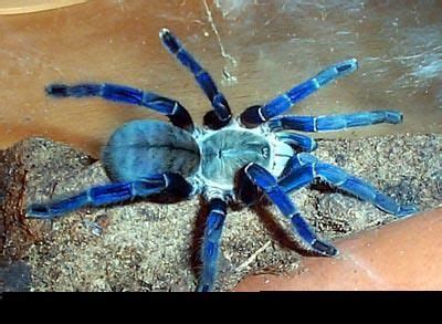 cobalt blue tarantula | Rare animals, Tarantula, Pet tarantula