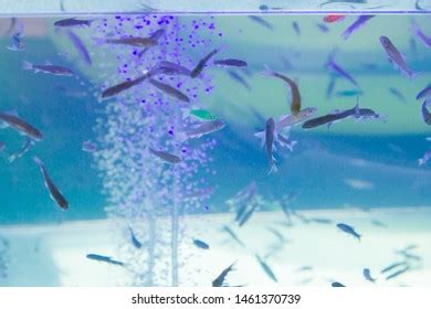 Fish Garra Rufa Swim Aquarium Summer Stock Photo 1461370739 | Shutterstock