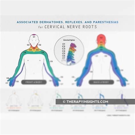 Dermatomes And Refelxes Cervical - Dermatomes Chart and Map