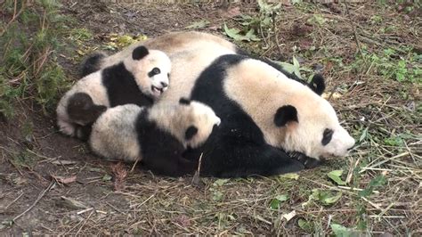 Pandas "in Love" Are More Likely to Have Cubs