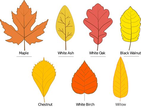 Download Autumn, Leaves, Leave Types. Royalty-Free Vector Graphic - Pixabay