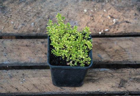 Growing Organic Thyme From Seeds, Cuttings In Pots | Gardening Tips