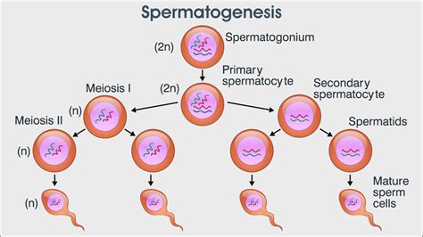 The Process of Spermatogenesis Explained - Biology Wise