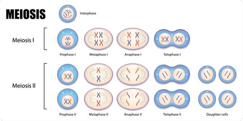 Somatic Cell Diagram