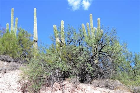 Premium Photo | A large saguaro cactus is seen in the desert.