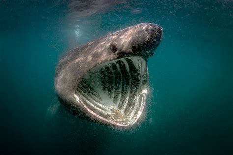 feeding basking shark blasket island | George Karbus Photography